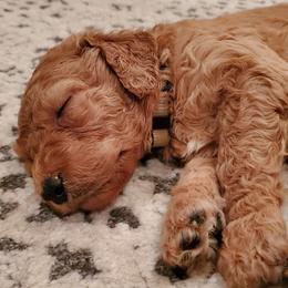 Goldendoodle Puppies from Soule Buddies