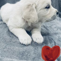 Golden Retriever Puppies from Valiant Goldens