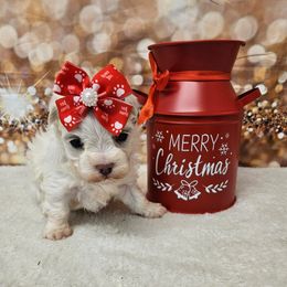 Angel - White female Maltese puppy in Monticello, Iowa from Ashley’s Puppies
