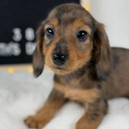 Tej - Dapple male Dachshund puppy in Dickinson, Texas from Beth’s Doxieland