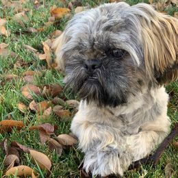 Han - Shih Tzu