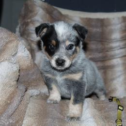 Athena - Blue female Australian Cattle Dog puppy in Colbert, Oklahoma from LoveAHeeler