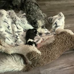 Bernedoodle Puppies from Lovey Dovey Bernedoodles