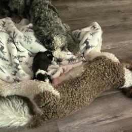Bernedoodle Puppies from Lovey Dovey Bernedoodles