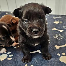 Moose - Black male Pomsky puppy in Southern California, California from SoCal Pomskies LLC