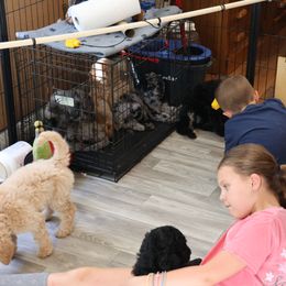 Goldendoodle Puppies from FurEver Friends Doodles