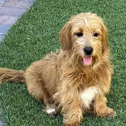 Riley - Goldendoodle
