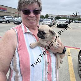 Pug Puppies from Pug Perfection Puppies
