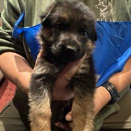 Girl 3 - Black and red female German Shepherd puppy in Londonderry, New Hampshire from Rusak Shepherds / Wiley Hill Shepherds