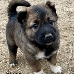 Lady - Fawn Armenian Gampr puppy in Mountain Meadows, California from Four Kings Ranch