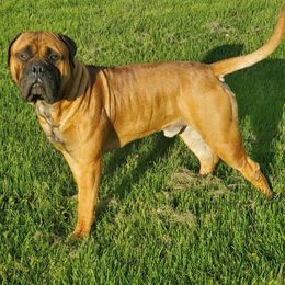 Bullmastiffs from Od Küter’s Bullmastiffs