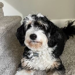 Bernedoodles, Cockapoos, Goldendoodles, and Labrador Retrievers from Red Acres Poodles & Doodles