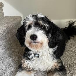 Bernedoodles, Cockapoos, Goldendoodles, and Labrador Retrievers from Red Acres Poodles & Doodles