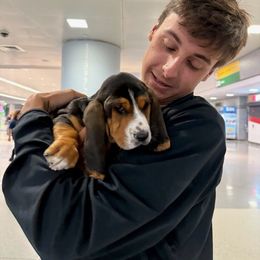 Eleanor (Ellie) - Black brown and white female Basset Hound puppy in Amelia, Ohio from Lady Mae Bassets