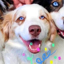 Bailey - Australian Shepherd