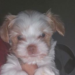 Orian - Parti male Yorkshire Terrier puppy in Atlanta, Georgia from Royal Beauties Yorkies of Atlanta