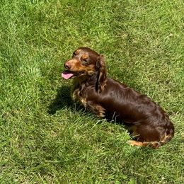 Loki - Dachshund