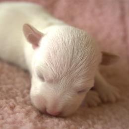 Rapunzel - White and tan female Parson Russell Terrier puppy in Menifee, California from Wendover Terriers