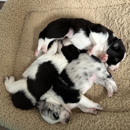 Border Collie Puppies from Roaring River Border Collies