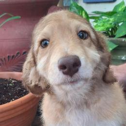 Vivienne - Sable female Aussiedoodle puppy in Grand Saline, Texas from Aussies Acre