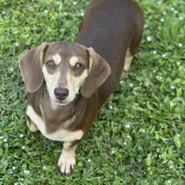Vegas - Dachshund