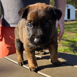 Valentino (red) - Black brindle male Dutch Shepherd puppy in Signal Mountain, Tennessee from Torgun Police Dogs
