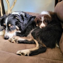Australian Shepherds from Conrad's Critters
