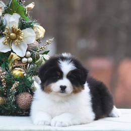 Australian Shepherd Puppies from Paramount Aussies