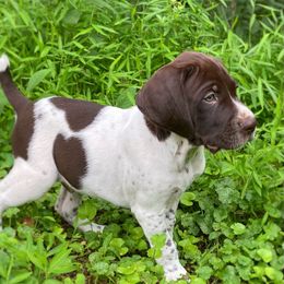 Sarge - Liver and white male German Shorthaired Pointer puppy in Hot Springs, Virginia from Thunder Mountain Gun Dogs