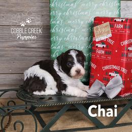 Chai - Brown and white female Bernedoodle puppy in Heyworth, Illinois from Cobble Creek Puppies