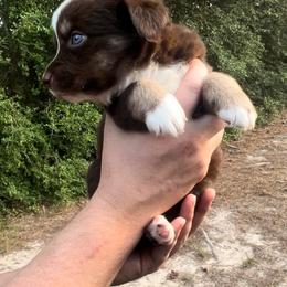 Spruce - Red tri male Miniature Australian Shepherd puppy in Ringgold, Louisiana from Barrett's Buddies