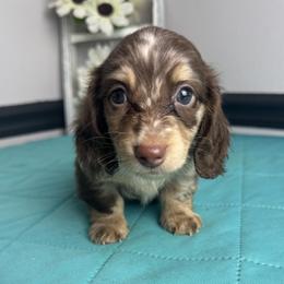Beau - Dapple male Dachshund puppy in Gilbertsville, Kentucky from DeLaunes Dachshunds