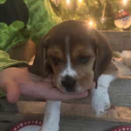 Boy 2 - Beagle puppy from Lil Kountry Pocket Beagles