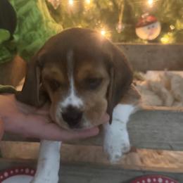 Boy 2 - Beagle puppy from Lil Kountry Pocket Beagles