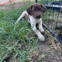 Purple - Liver and white female German Shorthaired Pointer puppy in Newton Grove, North Carolina from Wayalife Labradors & Gsp’s
