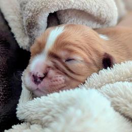 Shrek - Ruby male Cavalier King Charles Spaniel puppy in Corpus Christi, Texas from Kings Cross Cavaliers