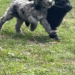My Fair Lady - Merle female Goldendoodle puppy in Ocala, Florida from Dandy Doodles