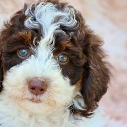 Courage - Brown and white male Bernedoodle puppy in Muskogee, Oklahoma from Lawler’s Legacy Litters