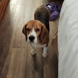 Jubilee - Beagle