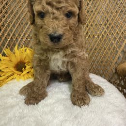 Male 2 - Apricot male Poodle puppy in Mississippi from Ewing Acres