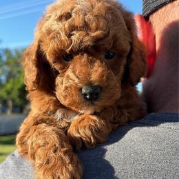 Boy 3 spot - Red  male Poodle puppy in Henefer, Utah from Mountain Valley Poodles