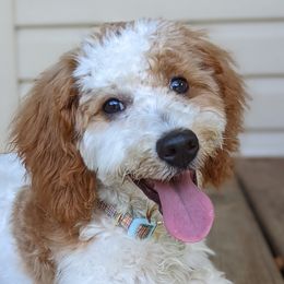 Daisy - Goldendoodle