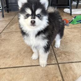 Cosmo - Black and white male Pomsky puppy in Valparaiso, Indiana from Valparaiso Pomskys
