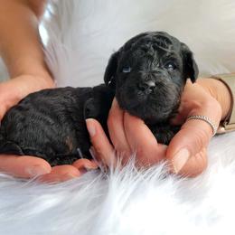 Rick - Phantom male Poodle puppy in Palmyra, Nebraska from Nebraska K9's