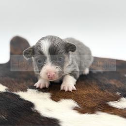 Evergreen - 1500 - Black and tan male Pembroke Welsh Corgi puppy in Rozet, Wyoming from Hayday Ranch Corgis