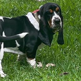 Molly - Basset Hound