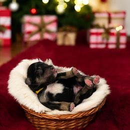 Yellow Collar - Black and silver female Miniature Schnauzer puppy in Sacramento, California from Hardcastle Family Schnauzer’s