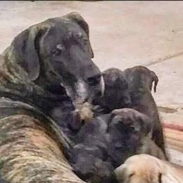 Great Dane Puppies from DaneDreams