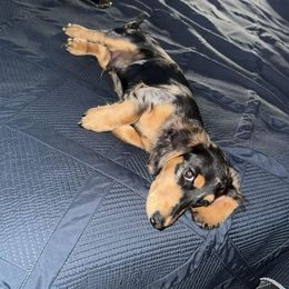 Dachshund Puppies from Southern Ridge Kennels