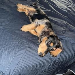 Dachshund Puppies from Southern Ridge Kennels